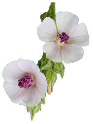 White flowers